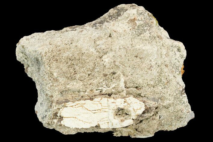 Fossil Triceratops Bone Section - North Dakota #117953